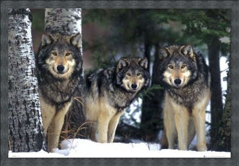 Framed Framed Three Wolves in the Snow - Canis Lupis – The Timberwolf