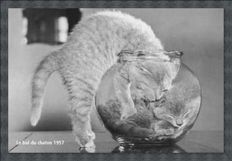 Framed Framed Bowl of Cats - Le Bol Du Chaton