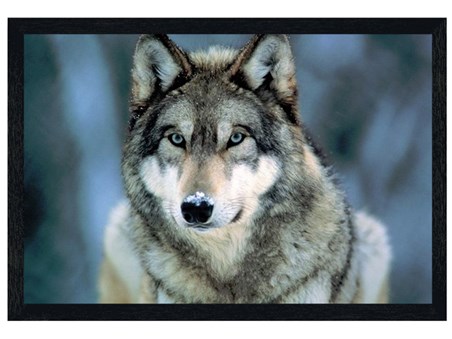 Black Wooden Framed Grey Wolf - Animal Photography