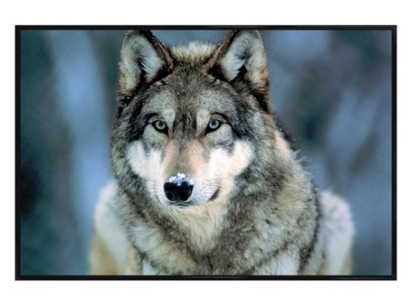 Gloss Black Framed Grey Wolf - Animal Photography Poster