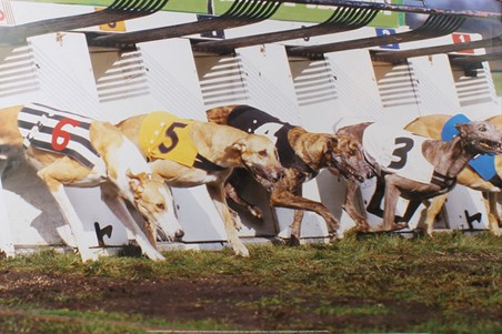 gate starting greyhound race poster 98cm 68cm