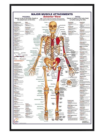 Human Body Posters - Buy Online at PopArtUK.com