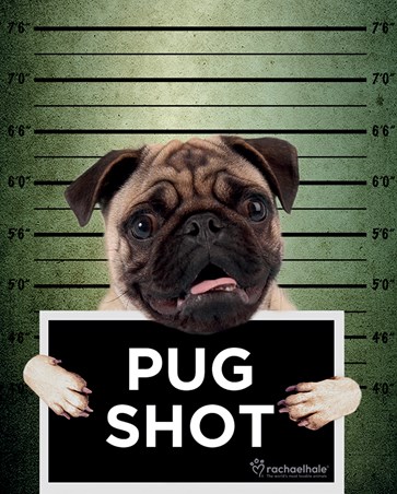 Pug Shot Banjo - Rachael Hale