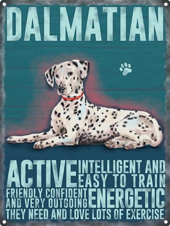 Friendly, Confident And Very Outgoing, Dalmatian