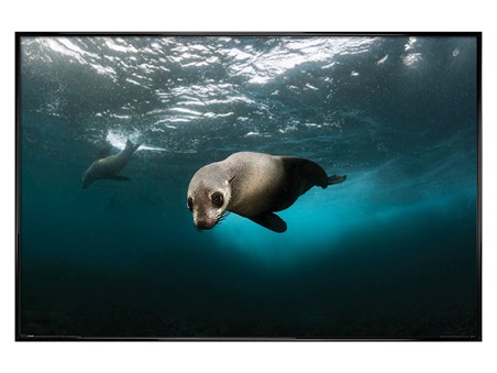 Gloss Black Framed Diving The Depths - Australian Fur Seal