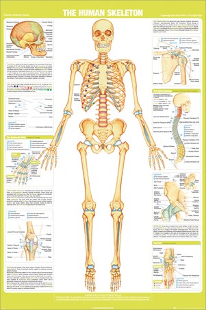 Skeleton, Chartex Anatomy Skeleton, Chartex Anatomy