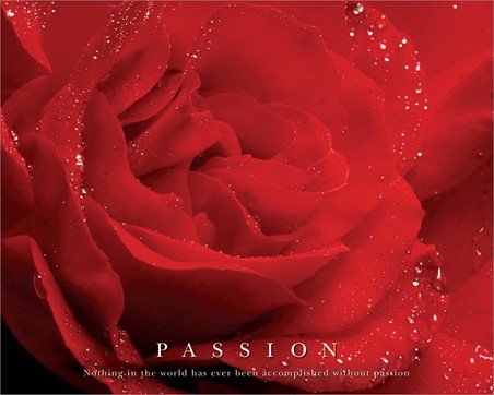 Rose Bloom - Passion, Inspirational