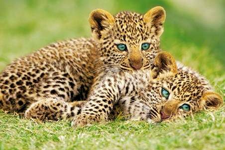 Cheetah Cubs - Rocco Sette