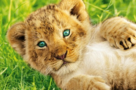 Beautiful Lion Cub - Rocco Sette