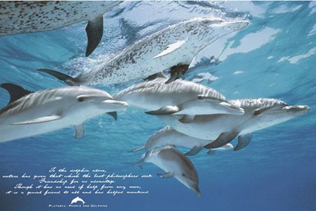 Man's Beautiful Friend - The Dolphin
