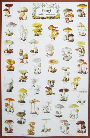 Fungi - Mushroom Identification