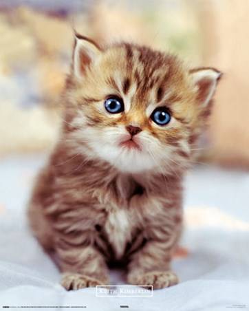 Cute Little Kitten - Keith Kimberlin