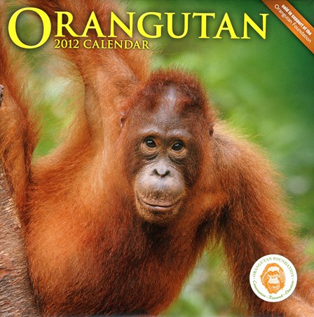 Gentle Giants of the Wild - The Orangutan Foundation