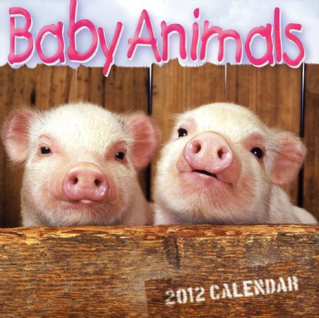 Baby Animals - Animal Photography