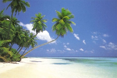 Maldive Morning - Tropical Island