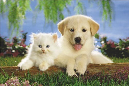 Cat and Dog - Real Pals