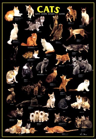 Cats, Breed Identification Poster - PopArtUK