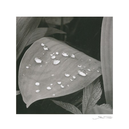 Dew on Lily of the Valley - Jan Tove
