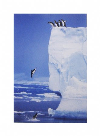 Penguin Dive - Steve Bloom