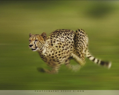 Running Cheetah - Steve Bloom