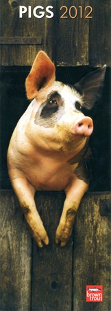 Adorable Pig Photography - Pigs