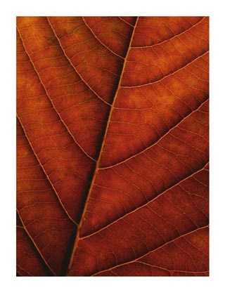 Verdant Form II - Laurent Bessol