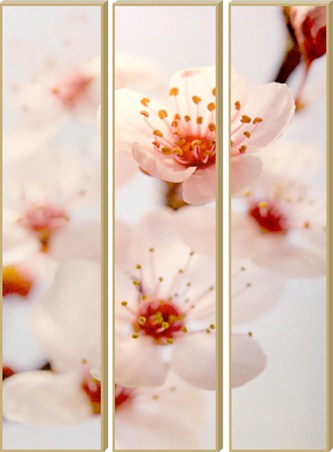 A Trio of Blossom - Cherry Blossom