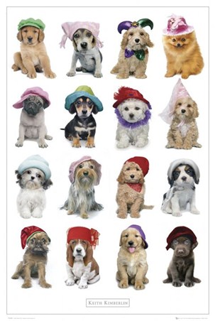 Dogs in Hats - Keith Kimberlin