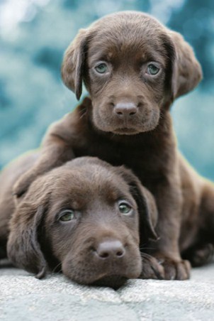 Adorable Chocolate Labradors - Keith Kimberlin