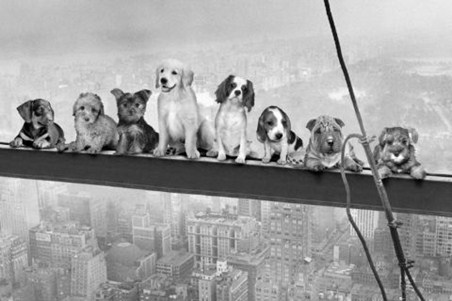 Dogs on a Girder - Men on a Girder Parody