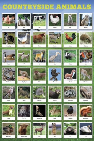 Great British Wildlife - Countryside Animals