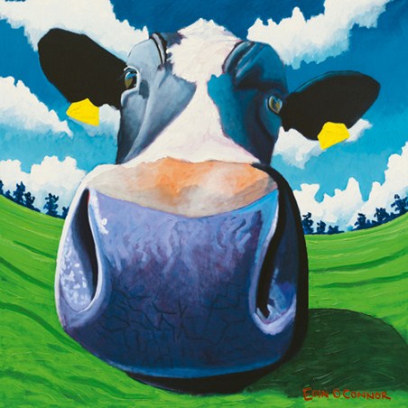 Cow VI - Big Nose - Eoin O'Connor