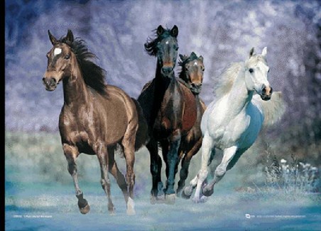 Cantering In The Surf - Bob Langrish