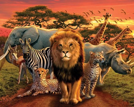 Wildlife Harmony, Wild Animals Poster - Buy Online