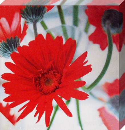 Dancing Red Gerberas - Helen Norman