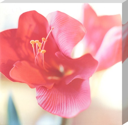Pink Flower - Floral Beauty