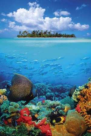 Underwater Tropics - Down Where It's Wetter!