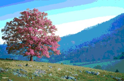 The Changing Seasons - Tree Hill