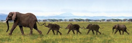 Elephants Linking Trunks - Wild Family