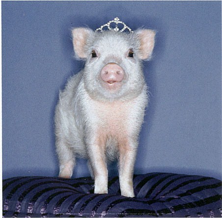 Piglet Princess, Porcine Elegance - PopArtUK