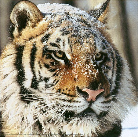 Siberian Tiger in the Snow Panthera tigris altaica Print 