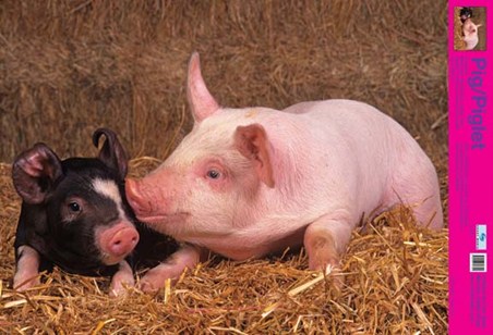 Curly Tailed Cutie, Piglets