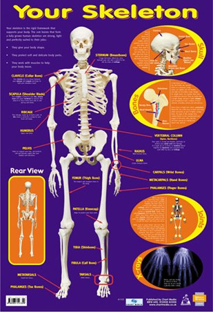 Your Skeleton, 206 Bones In The Body Poster - Buy Online