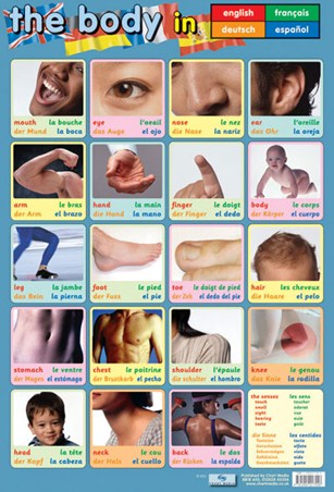 Body Parts, Language Guide