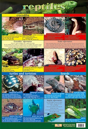 Reptiles, Snake, Rattle and Roll Poster - Buy Online