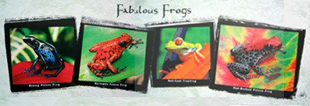 Fabulous Frogs - Frog Collection