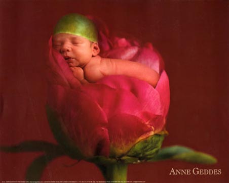 Baby in a Bud - Anne Geddes