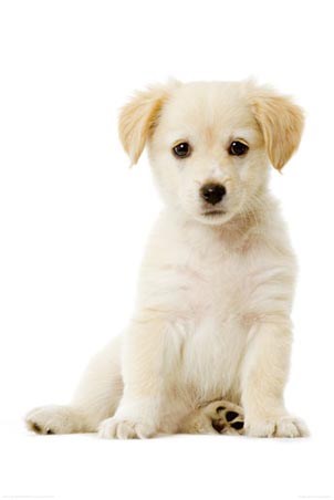 Cute As Can Be - Labrador Puppy