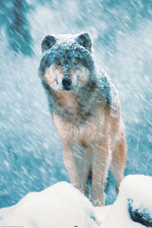 Out in the Snow - Grey Wolf