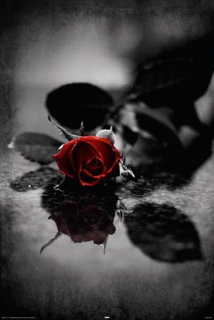 Blood Red Petals, Gothic Rose Poster - PopArtUK